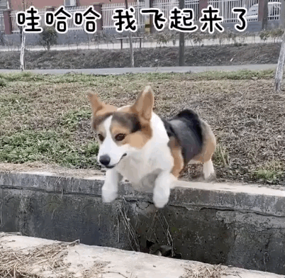 402_392gif 动态图 动图