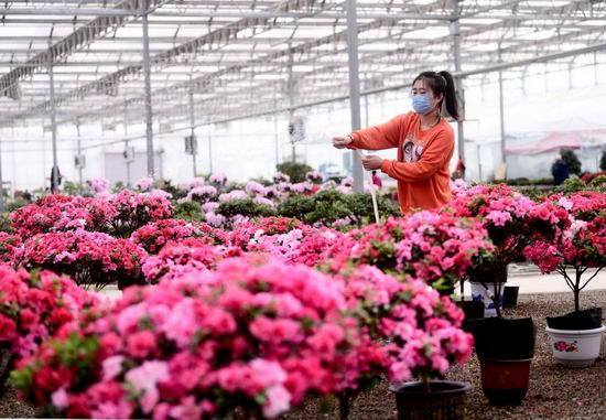 沈阳大东北艺园花卉市场复工两周渐入正轨