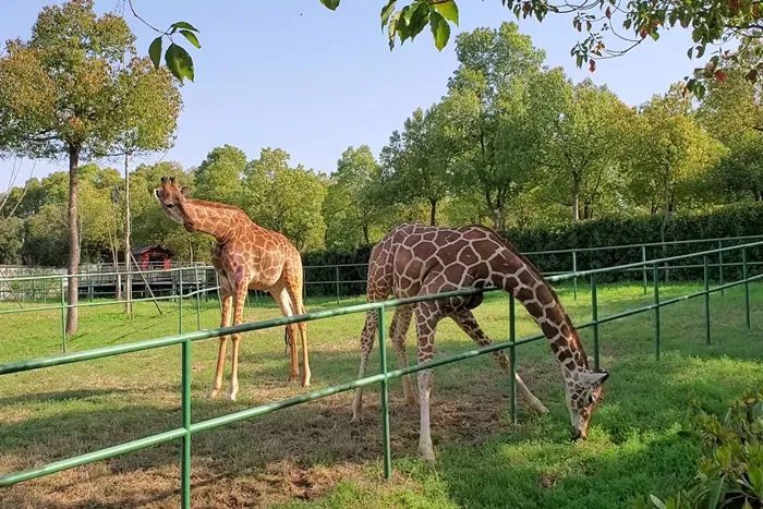 合肥野生動物園恢復開園!無接觸購票,室內展館暫停開放