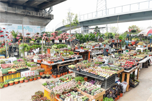 买买买 成都人最爱的三圣乡花市回来啦 腾讯新闻