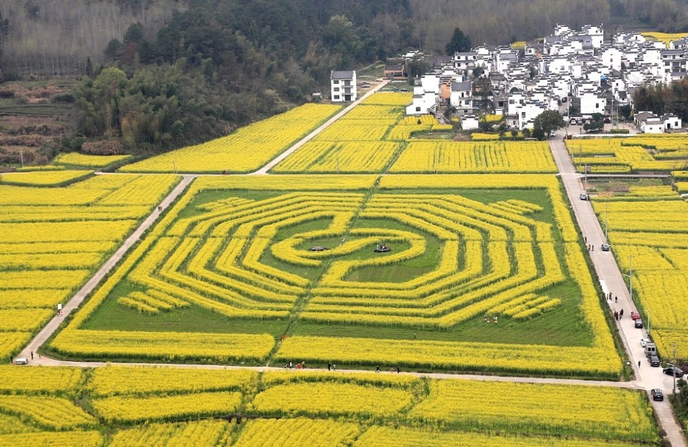 稻田艺术已经全国享有名誉,今年在安徽黄山油菜花地凸现巨型"太极八卦