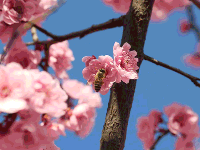 今天,带大家走进金昌的春天又是一年桃花开春风吹,燕儿归开kāi花huā