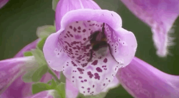 蜜蜂忙着传粉的同时,也享受着甜蜜的汁液.