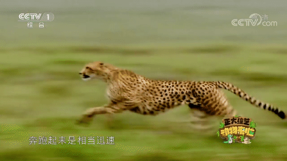 猎豹 猎豹是典型的