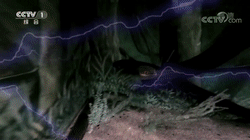 瞬间放电高达800多伏水中高压线电鳗是如何放电的一起来探索