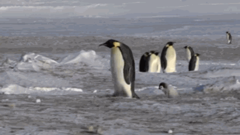 翻车鱼|翻车鱼被当大饼啃也不逃跑，为什么还没灭绝？