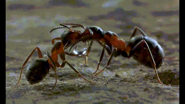 雨后的森林,这对蚂蚁搭档,互帮互助喝同一滴水;伴随军乐开场,两只锹