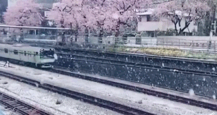 满樱遇上初春雪 日本关东迎来32年一遇 樱吹雪 美成仙境 腾讯新闻