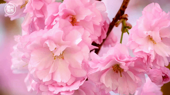 点击绿色按钮,边听边看 三月的最后一天 天气晴朗,阳光明媚 小编又