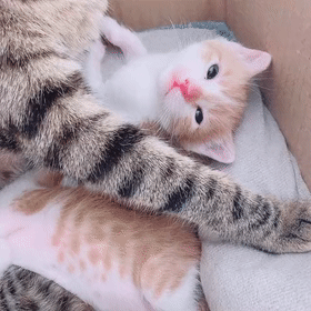 带你三分钟了解小猫是如何从刚出生到活蹦乱跳 母爱是如此伟大