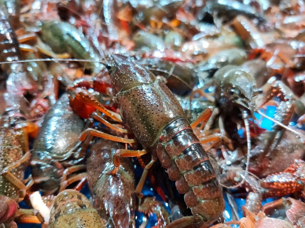 盒马一口气从湖北买下10亿元小龙虾