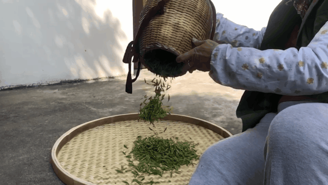 南通军山茶,2020明前头采