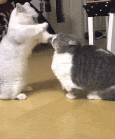233_282gif 动态图 动图