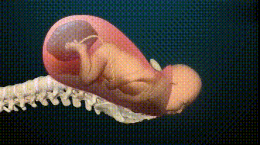 一组图片带你了解妈妈顺产时宝宝在肚子里面忙着做什么