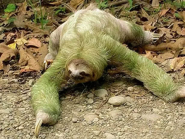 世界上最奇葩的生物,竟然是在拉屎过程中死的,专家:我无语了!