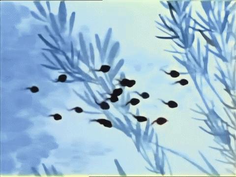 小蝌蚪是怎样变成小青蛙的