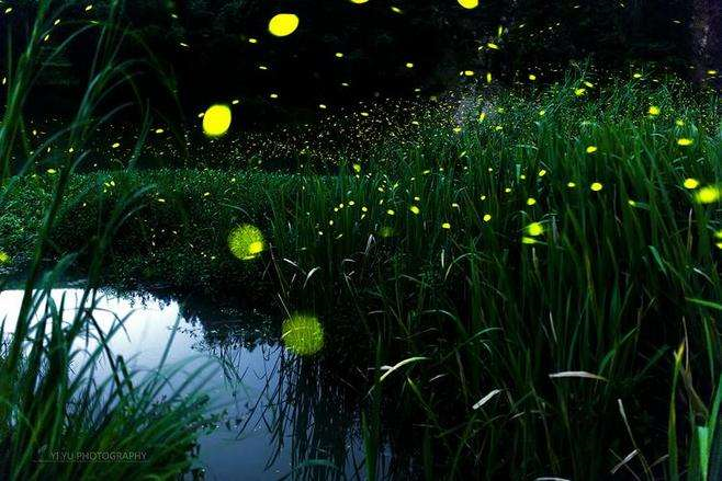 文学原创《今夜何处无蛙鸣》作者 田正文