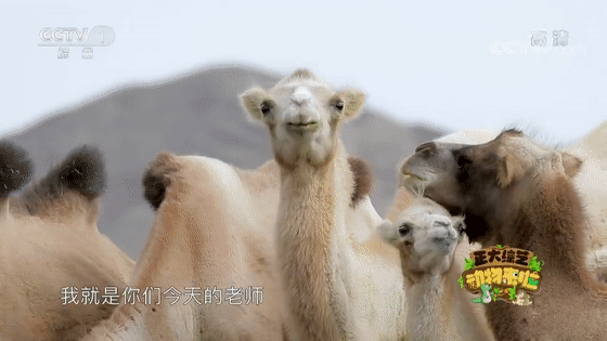 骆驼是如何储存水分的?驼峰有啥作用?一起来探索