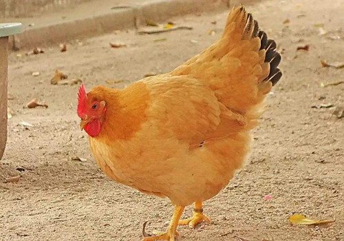 什么样的鸡容易下双黄蛋?