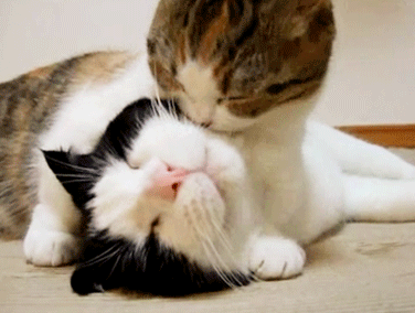 为啥只有舔狗没有舔猫因为小猫咪从来不白舔呀