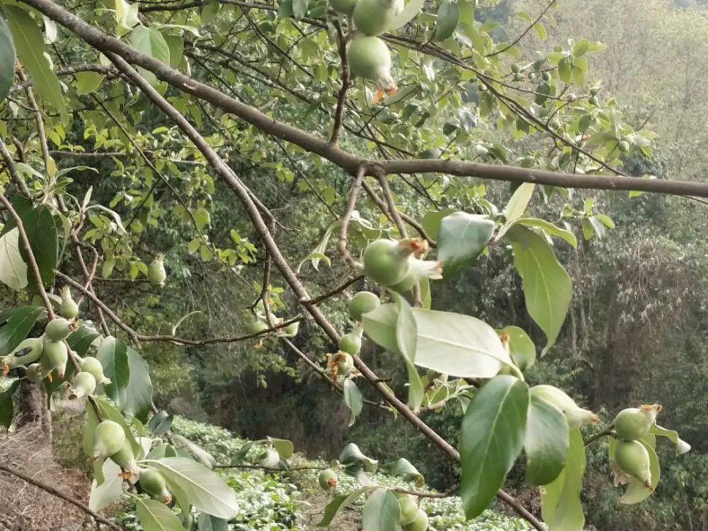 多依芽"嘎嘣脆"