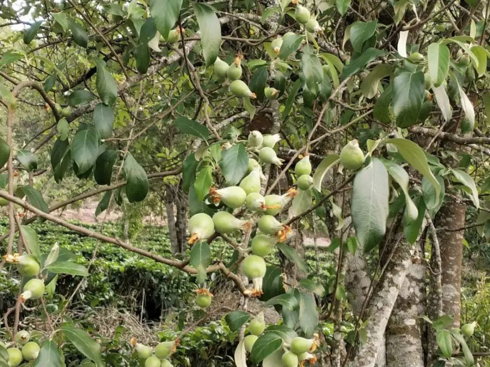 多依芽"嘎嘣脆"