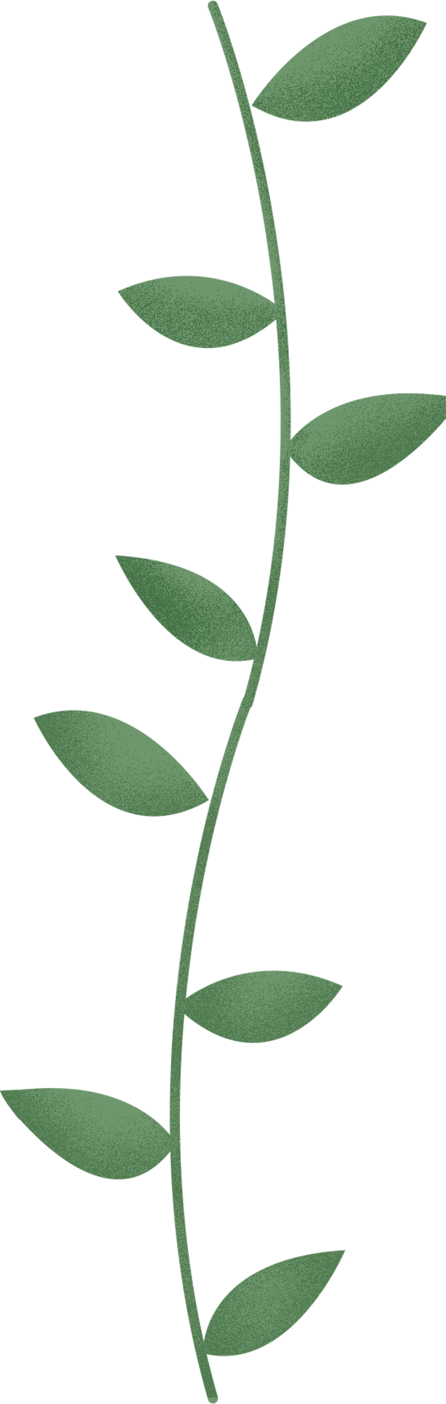 河姆渡遗址|富有艺术感的牙齿——河姆渡文化双鸟朝阳纹牙雕