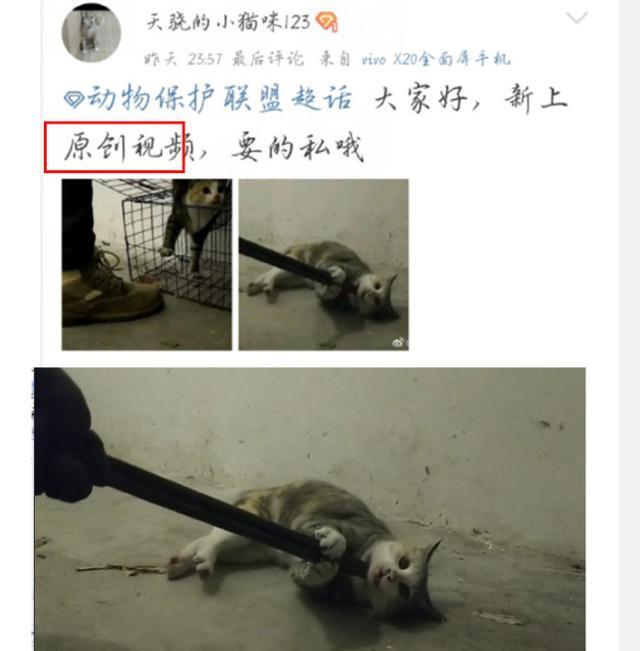 山东高校大学生虐杀流浪猫 并拍视频牟利 当事人现身道歉求原谅 腾讯新闻