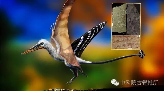 热河生物群和燕辽生物群的翼龙研究-看点快报