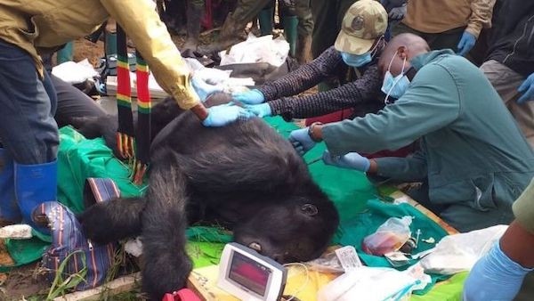 非洲大猩猩保护区游览暂停,类人猿也有感染新冠风险