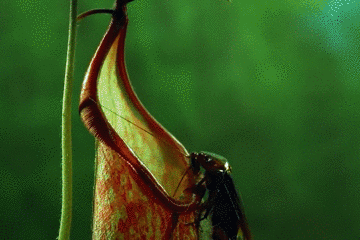 猪笼草|猪笼草这么好看，不当马桶可惜了