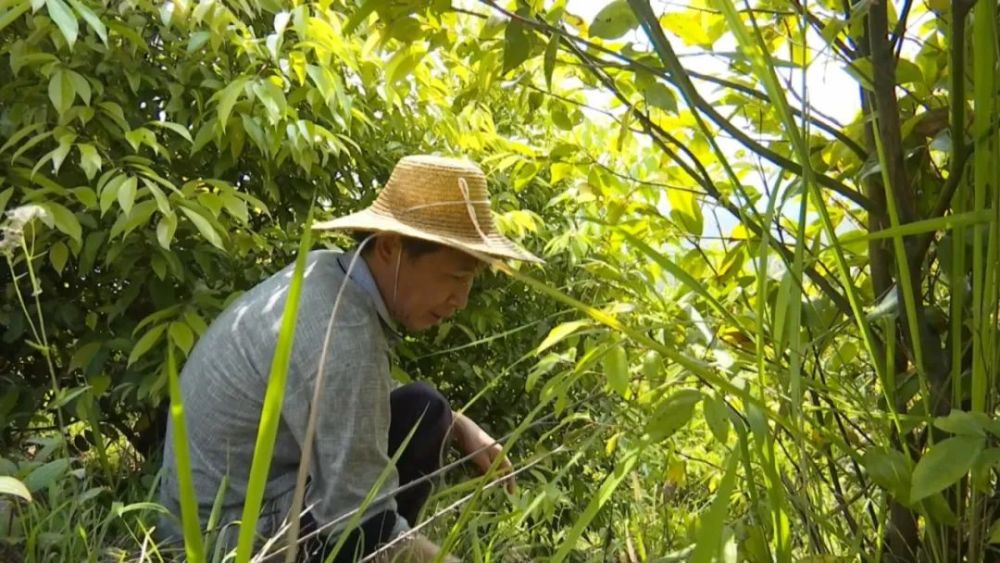 春雨过后,站在位于石正镇马山村的梅片树种植基地的山坡上,环望四周