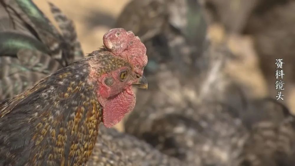 他意外收到锦旗,兴高采烈地打开一看:这说的是"人话"吗?