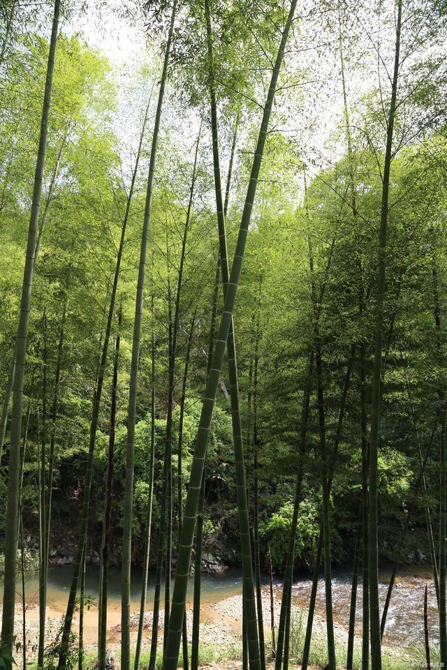 和劲的读音hái和jìng诗题竹石作者清代画家郑燮 原文咬定青山不放松