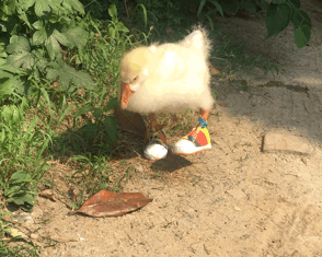 女子把鸭子给奶奶养,却发现它走路怪怪的,凑近后直言太会玩了