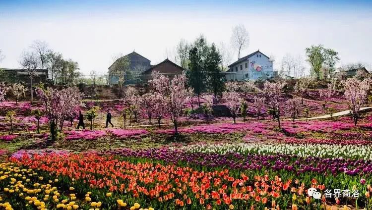 洛南第二届郁金香花海旅游文化节开幕啦 腾讯新闻