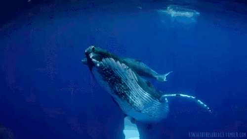 一啸渔乐·杂谈 一鲸落,万物生