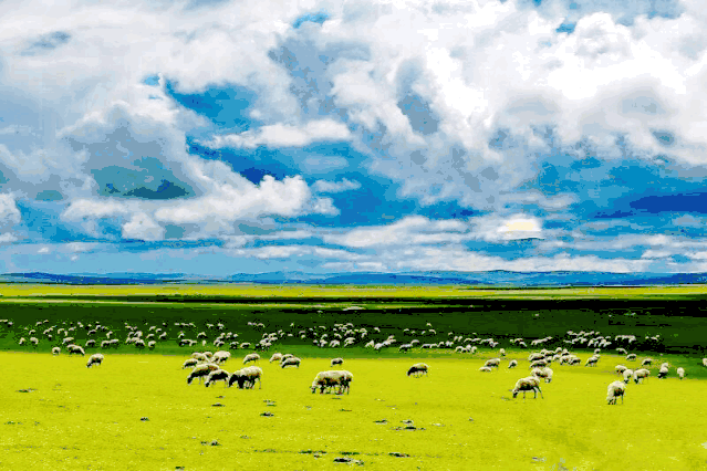 扎溪卡草原— 游走在四川面积最大的县 感受辽阔无边 领略万里无云