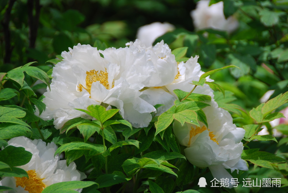 谷雨的民间习俗图片_江山谷雨 习俗_24节气图片谷雨