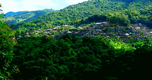 海南三亚|春来到，各省率先迎接春天的是什么花？