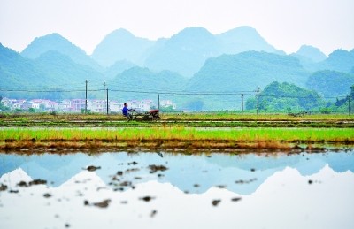 广西鹿寨县平山镇孔堂村村民在田间开展春耕生产.新华社发