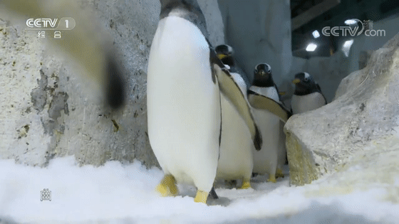 企鹅御寒有啥招儿?小编带您一探究竟!_腾讯新闻