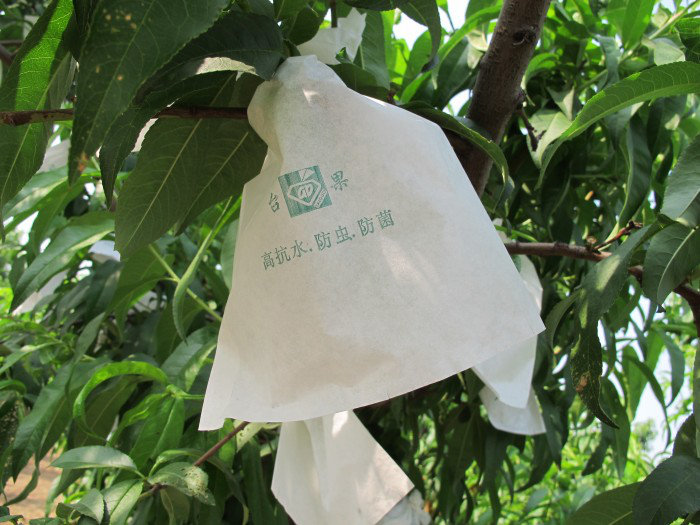 桃树疏果套袋技术