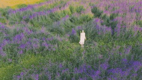 年后有油菜花每个季节都会种植不同的花海光明小镇欢乐田园//紫色花海