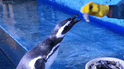 从鱼头吃从鱼尾吃生存危机据统计,麦哲伦企鹅的总数量约为180万对