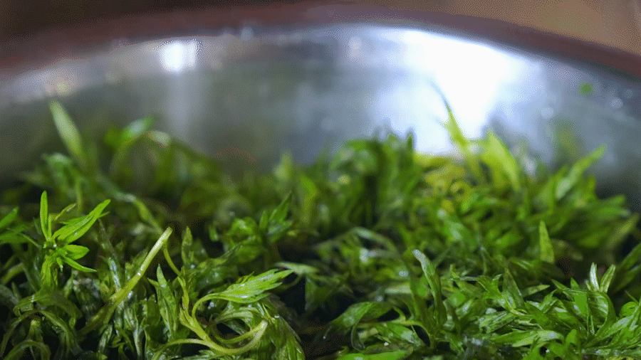 湘西社饭 春天的应季食物 在柴火灶上烘出一锅金黄香脆的腊味蒿菜锅巴