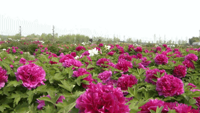 邳州人假期天气持续30去这赏花海钓龙虾品美食不用出远门