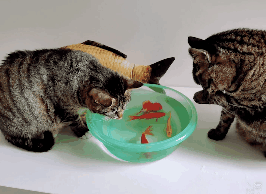 266_194gif 动态图 动图