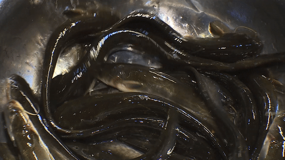 家乡味的原烹仔鲢鱼,选用上好仔鲢,充分突出川味香辣的特色,营造出鲜