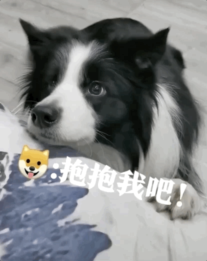 所以才让狗狗有了这美丽的误会!你家狗狗是不是